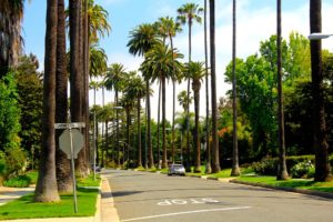 Clean Street with High palm trees | How Often Do You See Your Street Sweepers? | Smith Equipment | Lakeland, FL | How Often Do You See Your Street Sweepers?